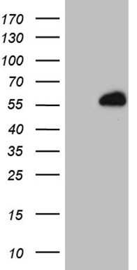 SMURF 2 (SMURF2) antibody