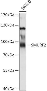 SMURF2 antibody