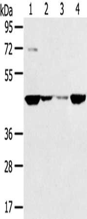 SMYD5 antibody