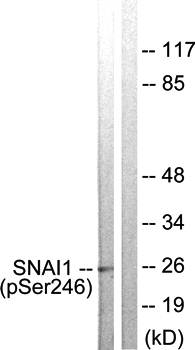 SNAI1 (Phospho-Ser246) Antibody