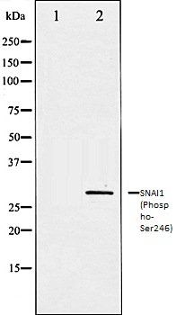 SNAI1 (Phospho-Ser246) antibody