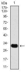 SNAI2 Antibody