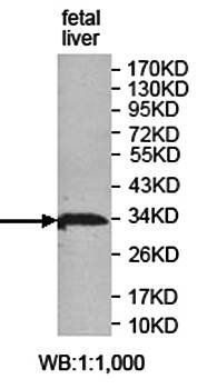 SNAI2 Rabbit Polyclonal Antibody