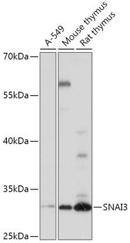 SNAI3 antibody