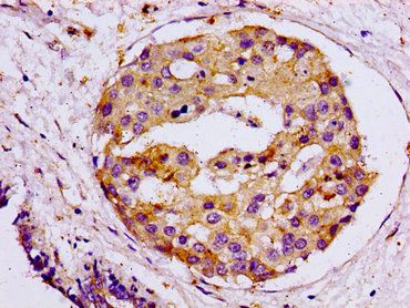 SNAP23 Antibody