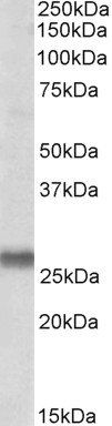 Goat anti-SNAP23 Antibody