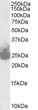 Goat anti-SNAP25 Antibody