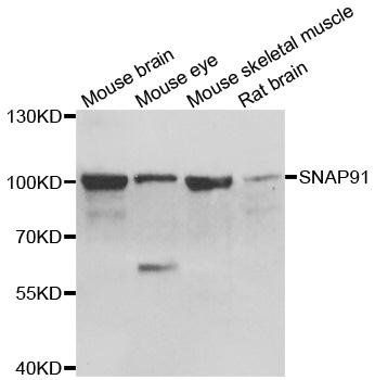 SNAP91 antibody