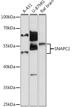 SNAPC1 antibody