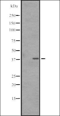 SNAPC3 antibody