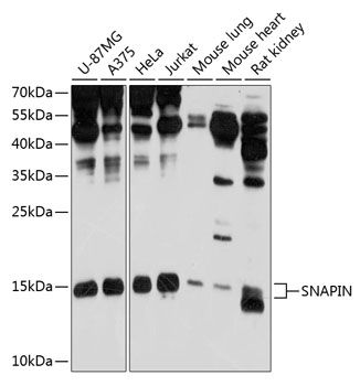 SNAPIN antibody