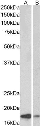 Goat anti-Alpha-synuclein Antibody