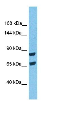 SNCAP antibody