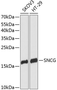 SNCG antibody