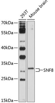 SNF8 antibody