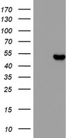 SnoN (SKIL) antibody