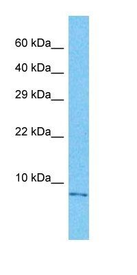 SNPC5 antibody