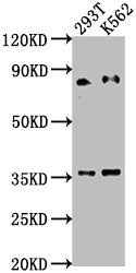 SNRK antibody