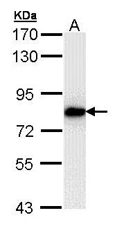 SNRK antibody
