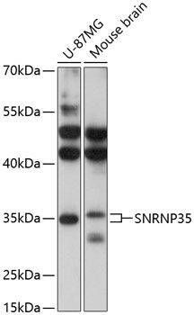 SNRNP35 antibody