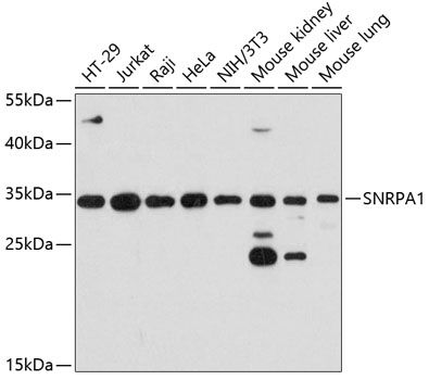 SNRPA1 antibody