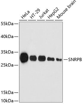 SNRPB antibody
