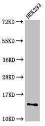 SNRPD1 antibody