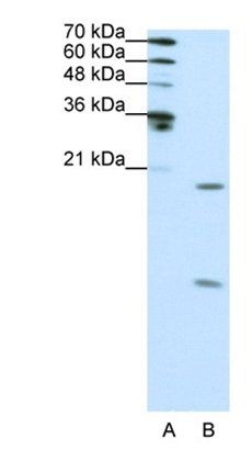SNRPF antibody