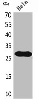 SNRPN antibody