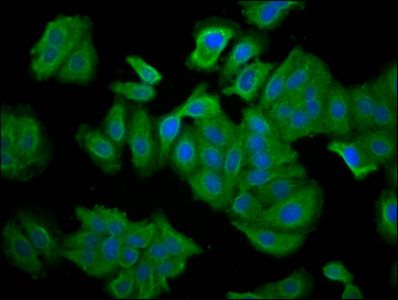 SNTB1 Antibody