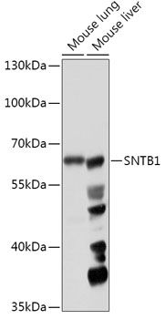 SNTB1 antibody