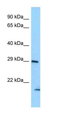 SNTB2 antibody