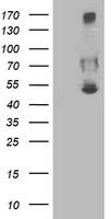 SNTG1 antibody