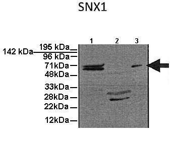 SNX1 antibody