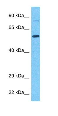 SNX1 antibody