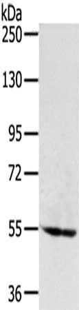 SNX1 Antibody