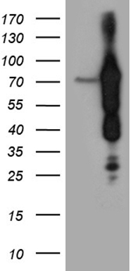SNX10 antibody