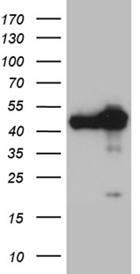 SNX10 Antibody