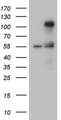 SNX10 Antibody