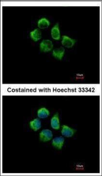SNX12 antibody