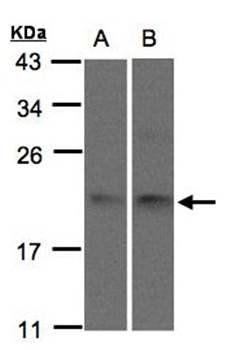 SNX12 antibody