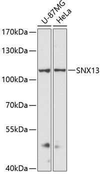 SNX13 antibody