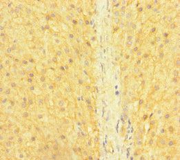 SNX14 Antibody