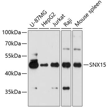 SNX15 antibody