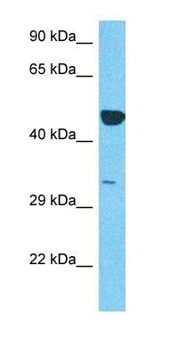 SNX16 antibody