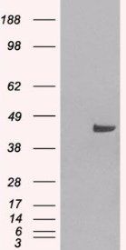 Goat anti-SNX16 Antibody