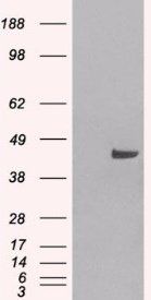 SNX16 antibody