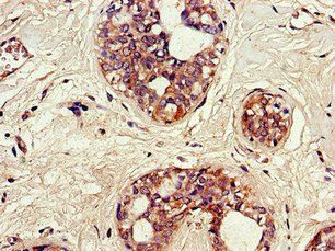 SNX17 Antibody
