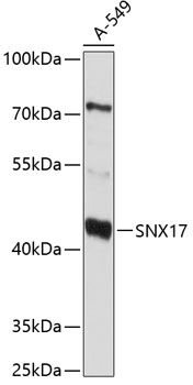 SNX17 antibody