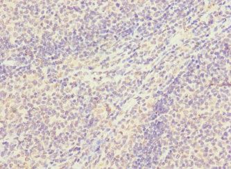 SNX18 Antibody